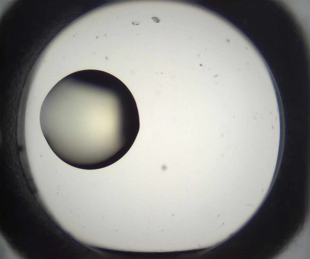 folderID201_plateID2201_batchID9974_wellNum11_profileID1_d1_r149473_ef.jpg