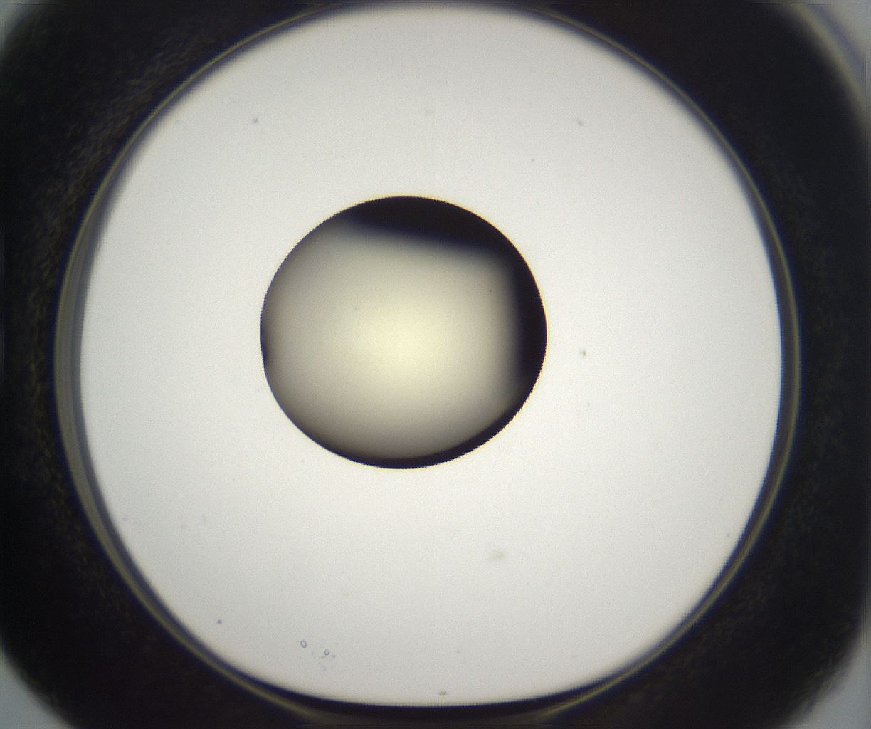 folderID201_plateID2201_batchID9974_wellNum15_profileID1_d1_r149477_ef.jpg