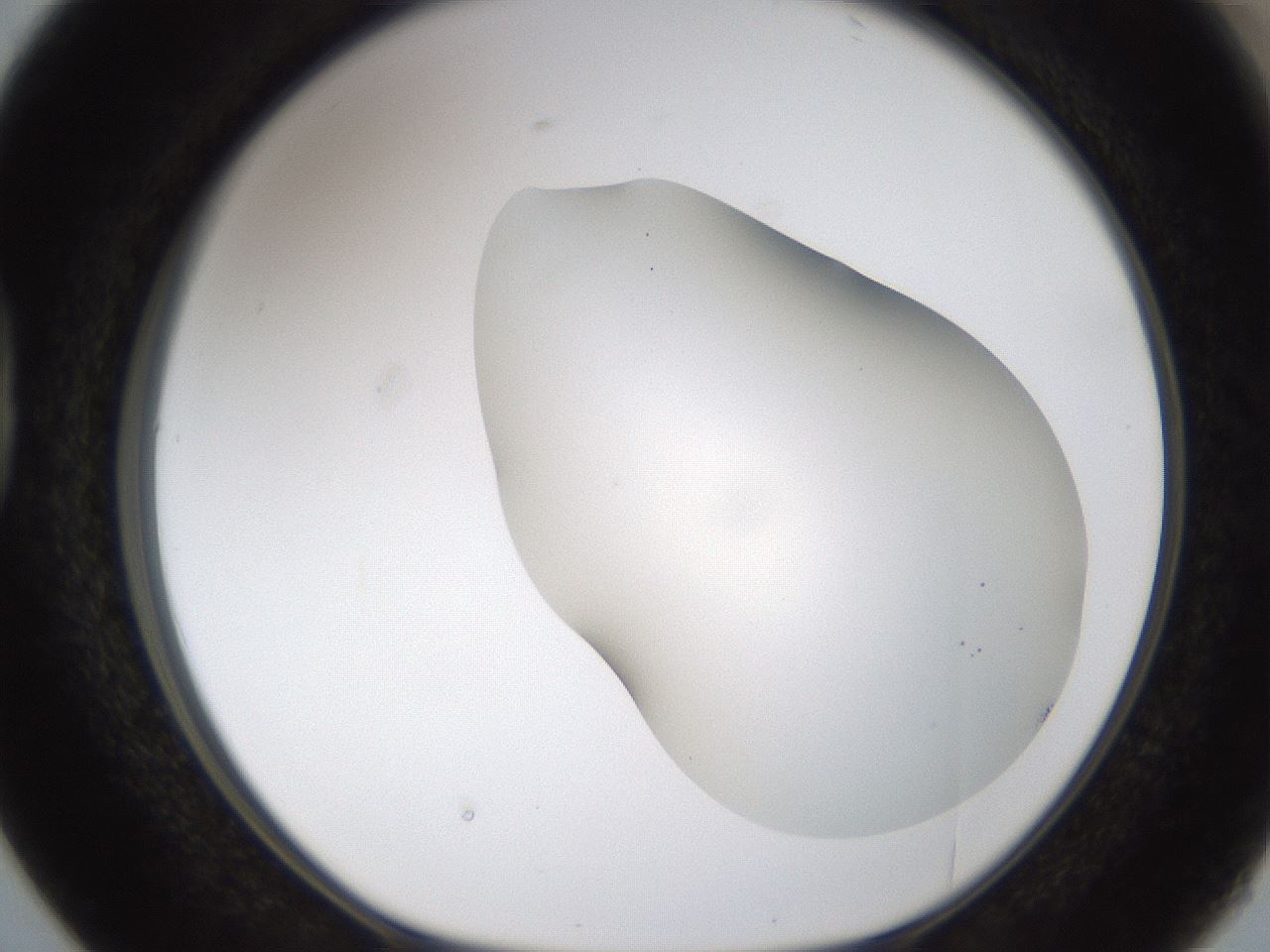 folderID201_plateID1201_batchID3524_wellNum38_profileID1_d1_r66308_ef.jpg