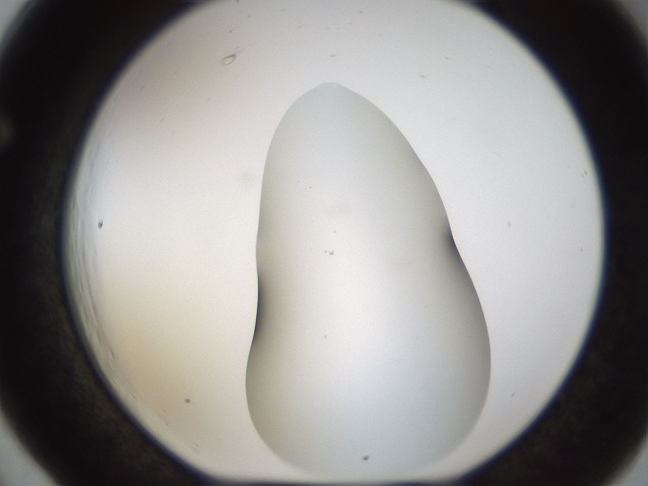 folderID201_plateID1201_batchID3524_wellNum66_profileID1_d1_r66336_ef.jpg
