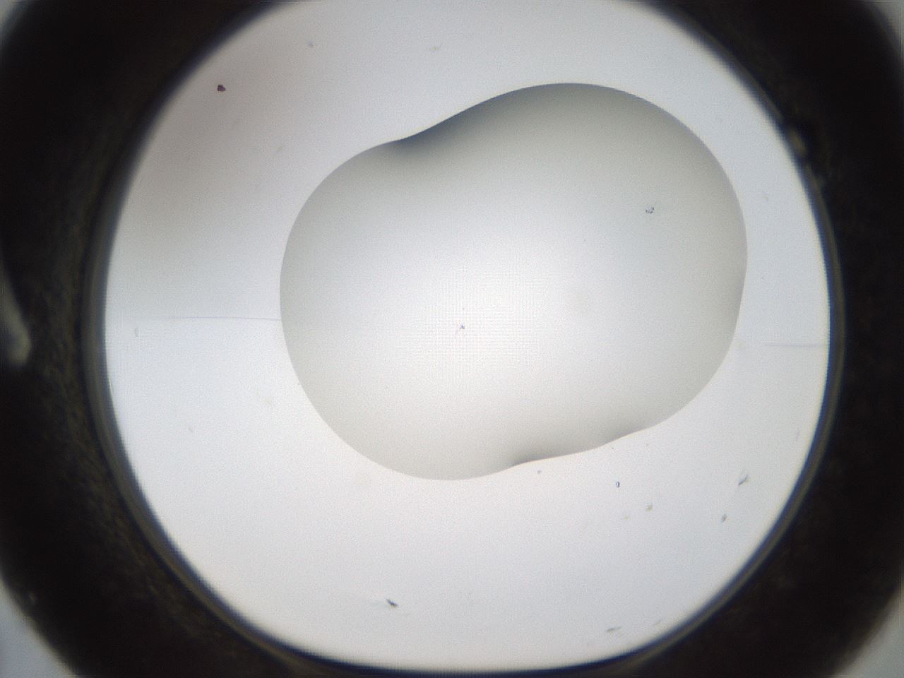 folderID201_plateID1201_batchID3524_wellNum7_profileID1_d1_r66277_ef.jpg