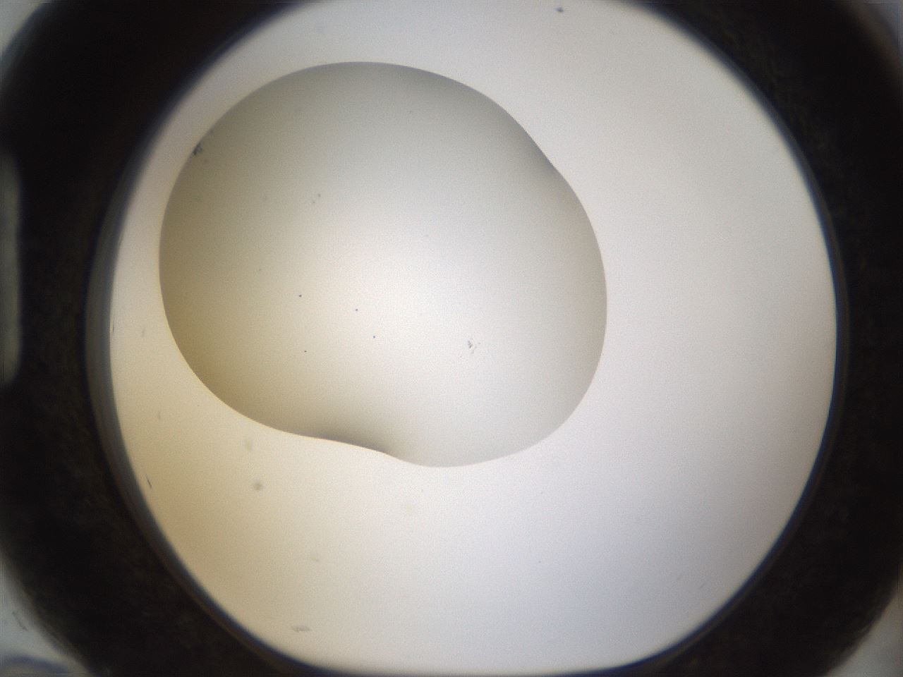 folderID201_plateID1201_batchID3524_wellNum94_profileID1_d1_r66364_ef.jpg