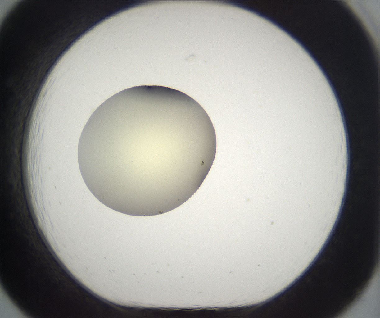 folderID201_plateID2201_batchID9974_wellNum19_profileID1_d1_r149481_ef.jpg