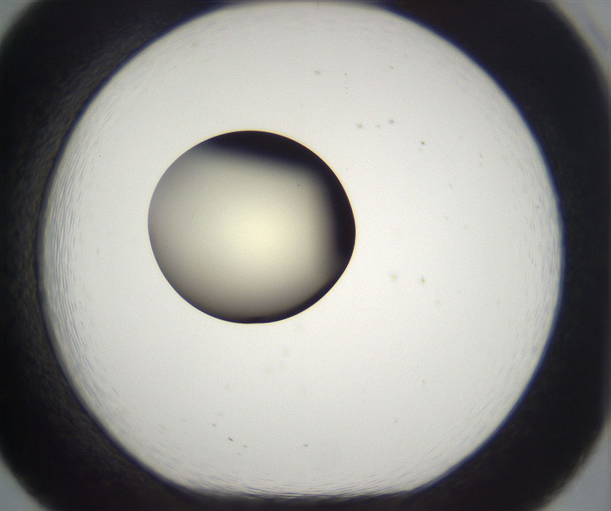 folderID201_plateID2201_batchID9974_wellNum20_profileID1_d1_r149482_ef.jpg
