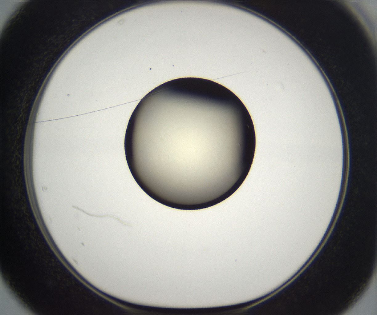 folderID201_plateID2201_batchID9974_wellNum37_profileID1_d1_r149499_ef.jpg
