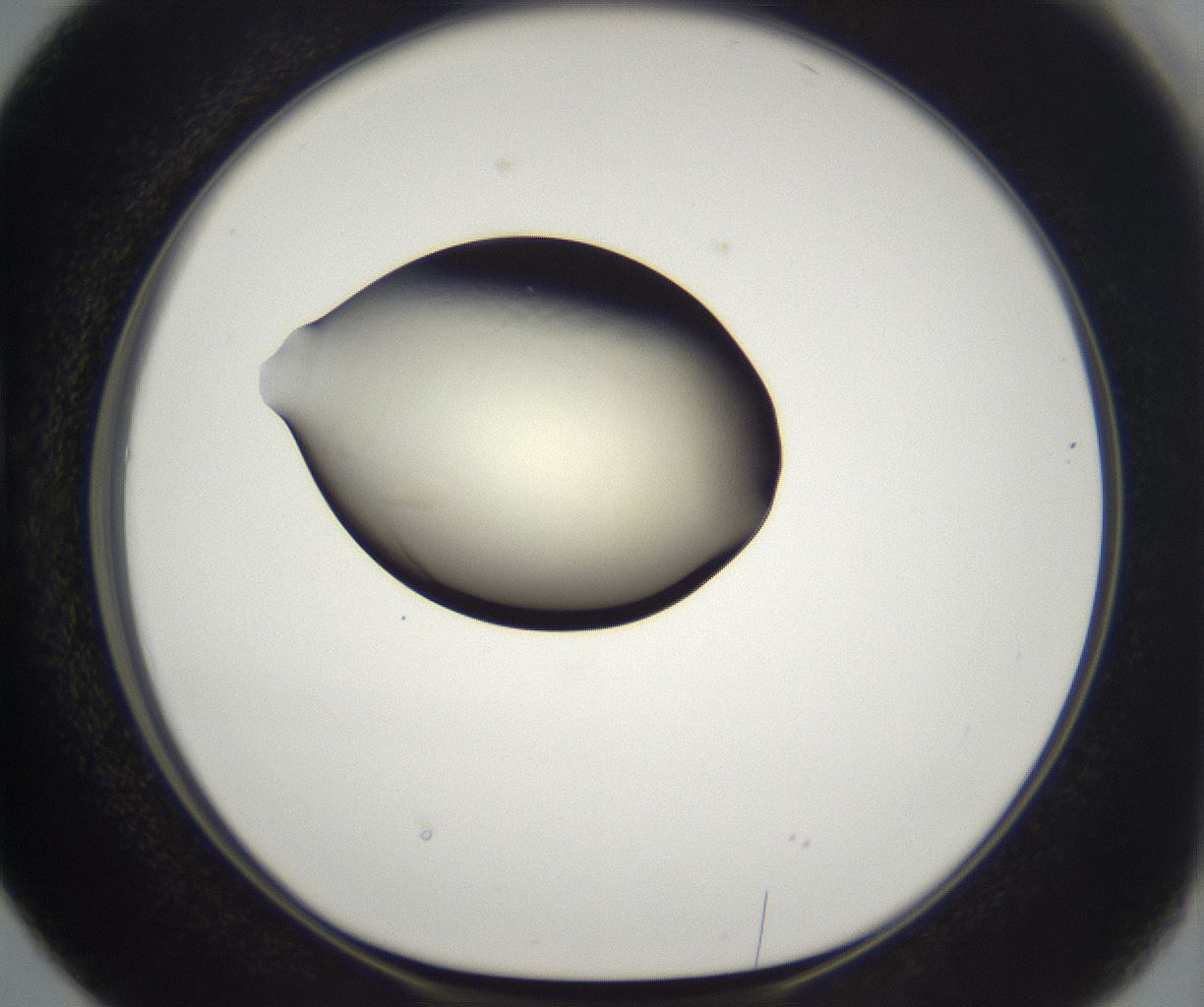 folderID201_plateID2201_batchID9974_wellNum38_profileID1_d1_r149500_ef.jpg