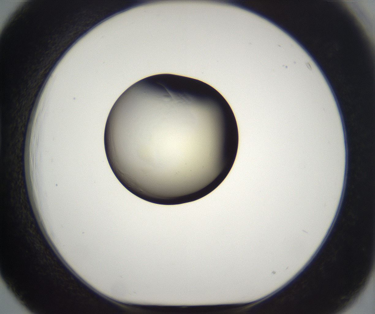 folderID201_plateID2201_batchID9974_wellNum39_profileID1_d1_r149501_ef.jpg