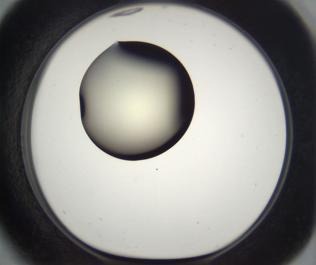 folderID201_plateID2201_batchID9974_wellNum41_profileID1_d1_r149503_ef.jpg