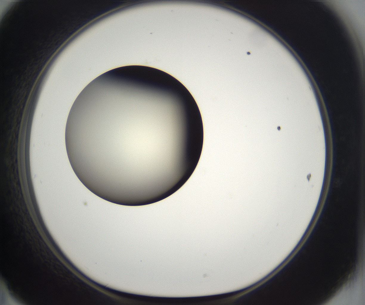 folderID201_plateID2201_batchID9974_wellNum47_profileID1_d1_r149509_ef.jpg