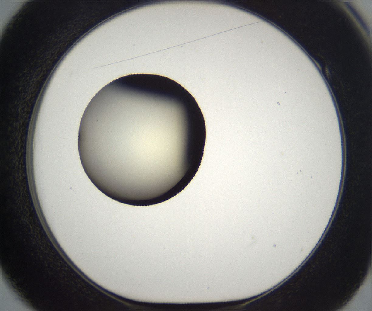 folderID201_plateID2201_batchID9974_wellNum49_profileID1_d1_r149511_ef.jpg