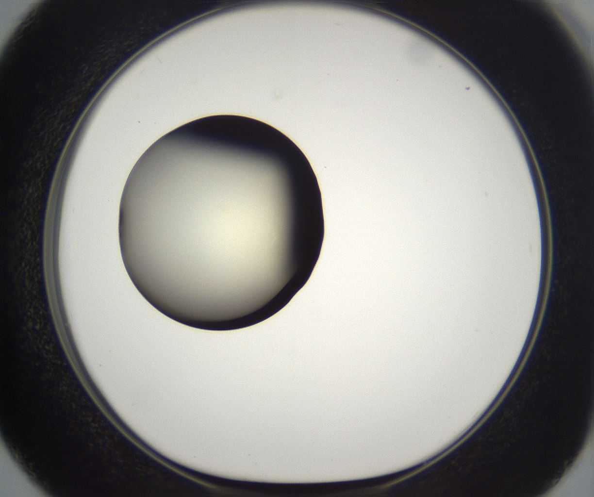 folderID201_plateID2201_batchID9974_wellNum50_profileID1_d1_r149512_ef.jpg