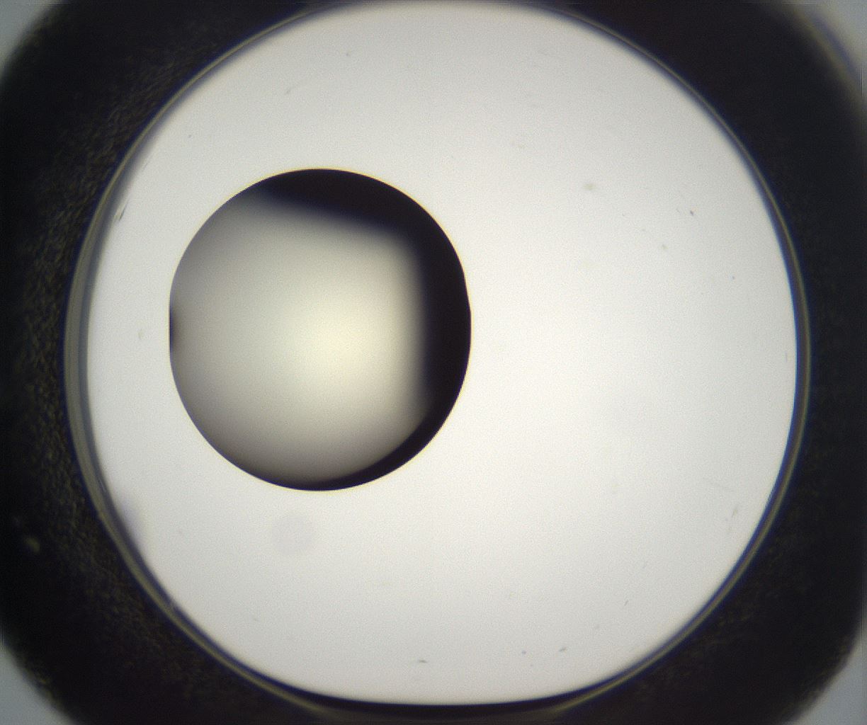 folderID201_plateID2201_batchID9974_wellNum51_profileID1_d1_r149513_ef.jpg