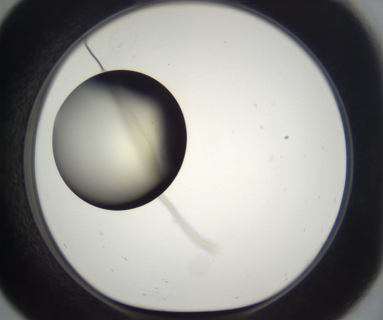 folderID201_plateID2201_batchID9974_wellNum57_profileID1_d1_r149519_ef.jpg