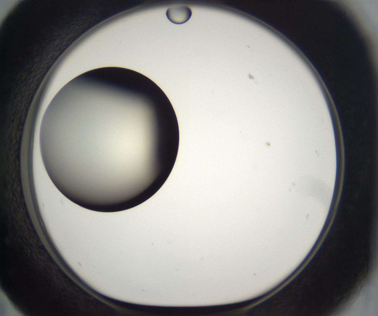 folderID201_plateID2201_batchID9974_wellNum59_profileID1_d1_r149521_ef.jpg
