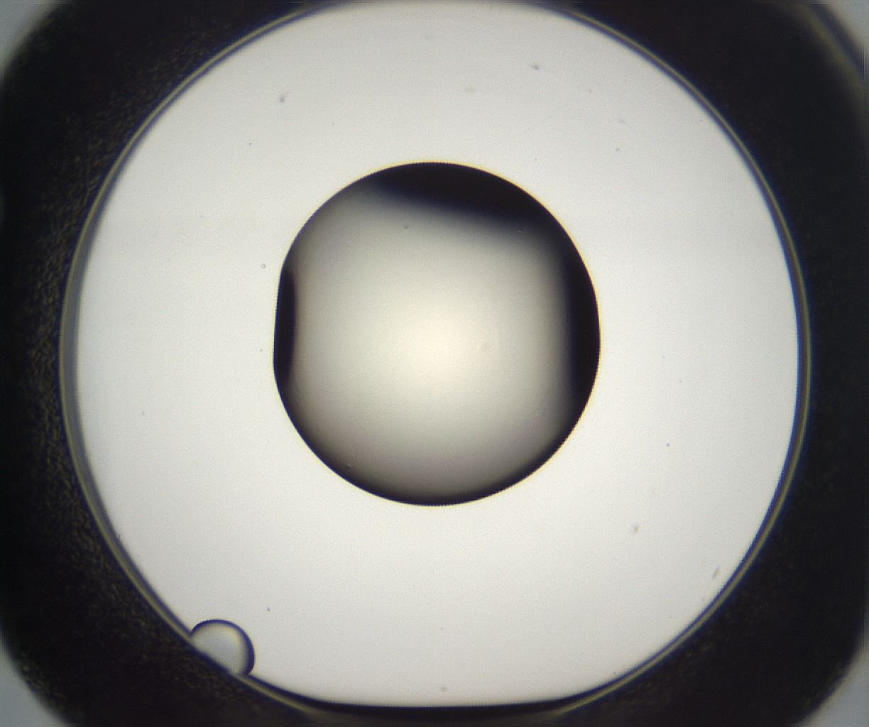 folderID201_plateID2201_batchID9974_wellNum62_profileID1_d1_r149524_ef.jpg