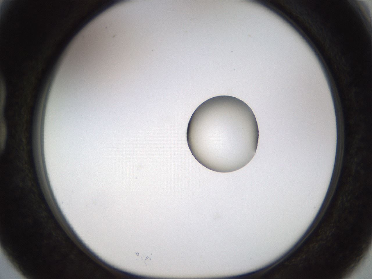 folderID450_plateID1450_batchID5527_wellNum15_profileID1_d1_r91914_ef.jpg