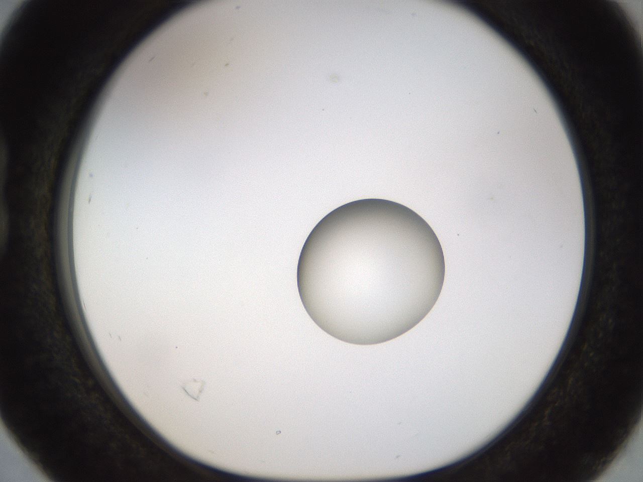 folderID450_plateID1450_batchID5527_wellNum16_profileID1_d1_r91915_ef.jpg