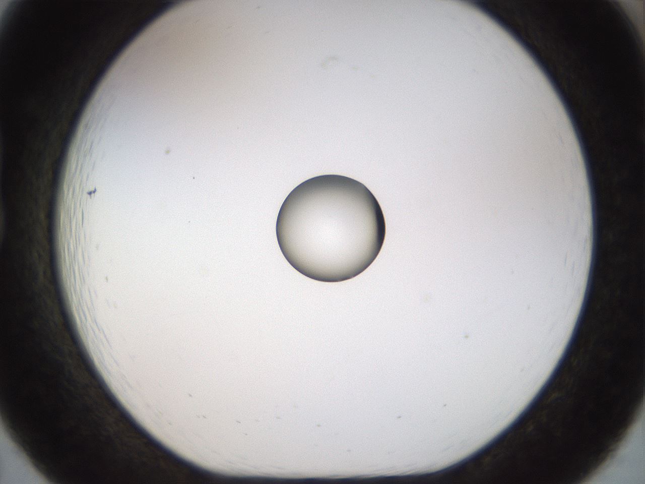 folderID450_plateID1450_batchID5527_wellNum19_profileID1_d1_r91918_ef.jpg