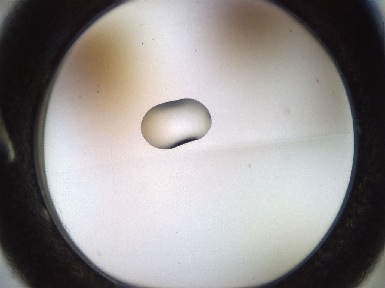 folderID450_plateID1450_batchID5527_wellNum1_profileID1_d1_r91900_ef.jpg