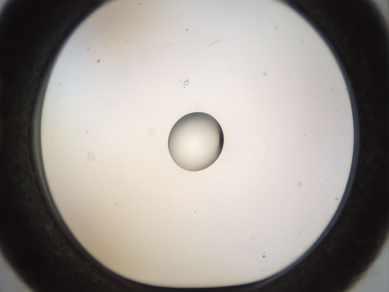 folderID450_plateID1450_batchID5527_wellNum21_profileID1_d1_r91920_ef.jpg