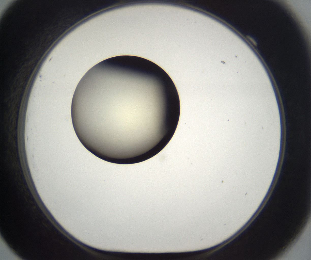 folderID201_plateID2201_batchID9974_wellNum69_profileID1_d1_r149531_ef.jpg