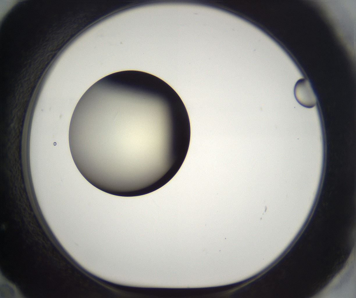 folderID201_plateID2201_batchID9974_wellNum72_profileID1_d1_r149534_ef.jpg
