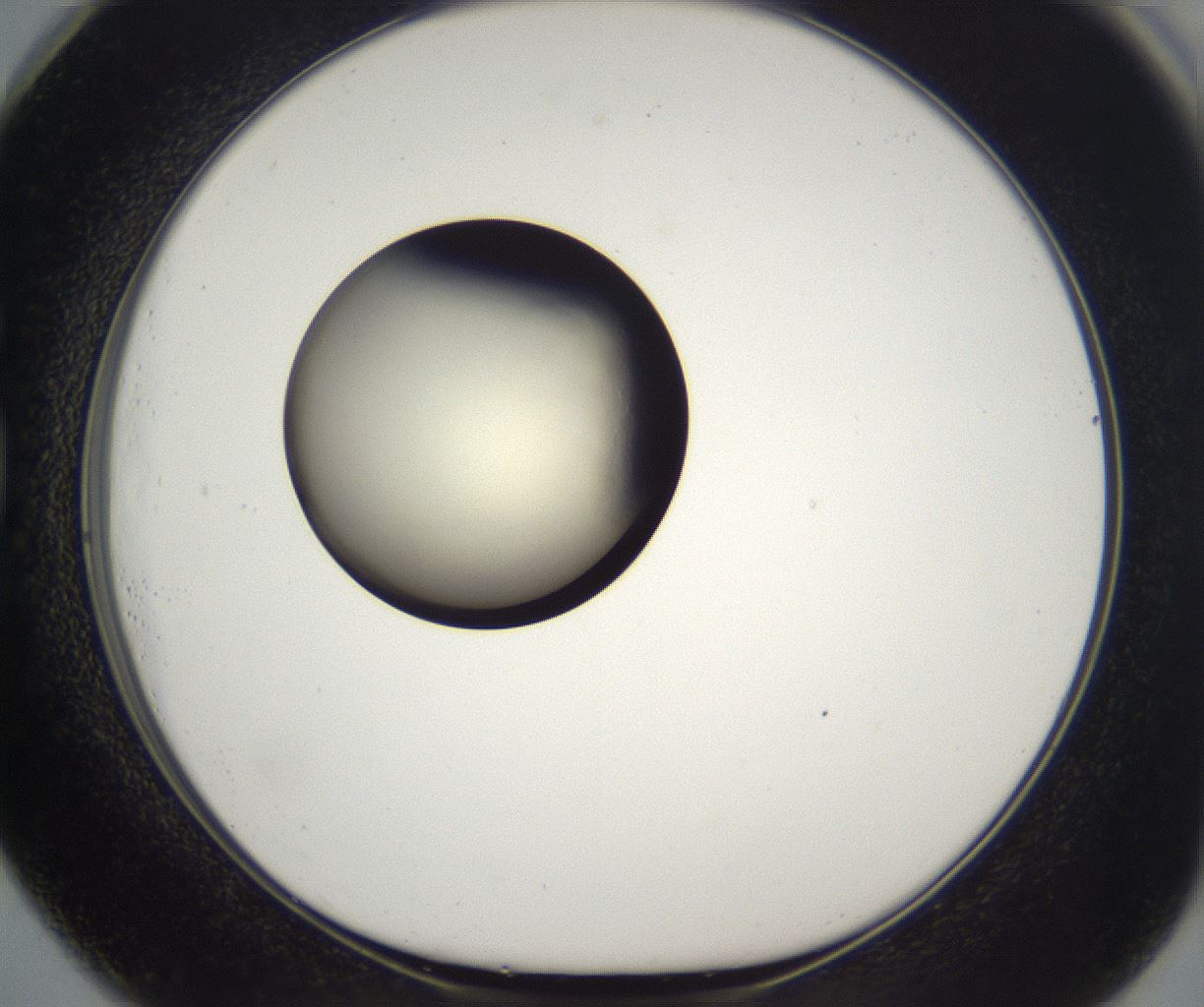 folderID201_plateID2201_batchID9974_wellNum73_profileID1_d1_r149535_ef.jpg