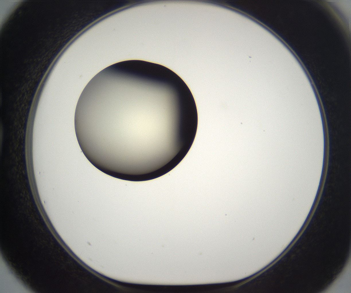 folderID201_plateID2201_batchID9974_wellNum75_profileID1_d1_r149537_ef.jpg