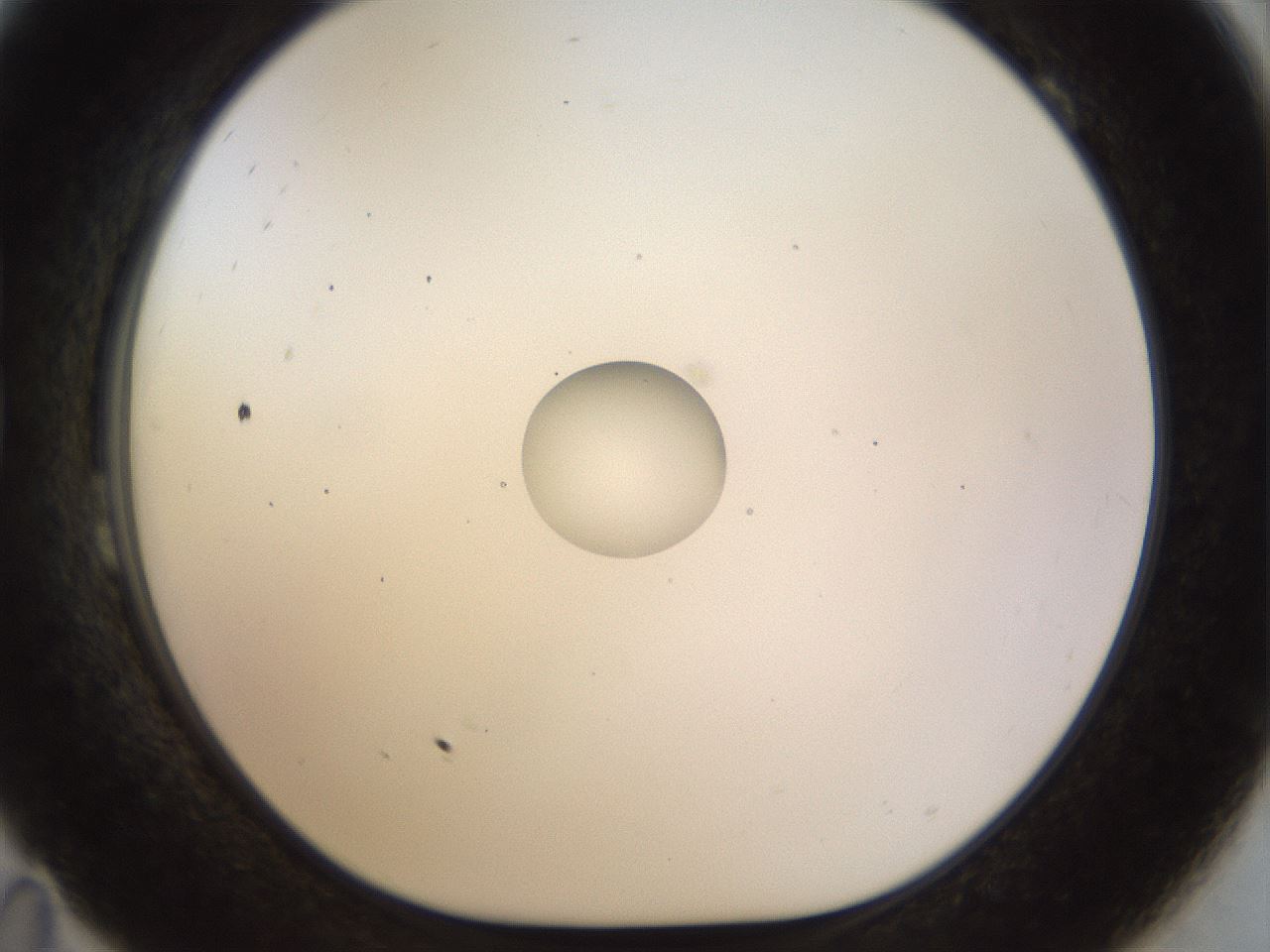 folderID450_plateID1450_batchID5527_wellNum23_profileID1_d1_r91922_ef.jpg