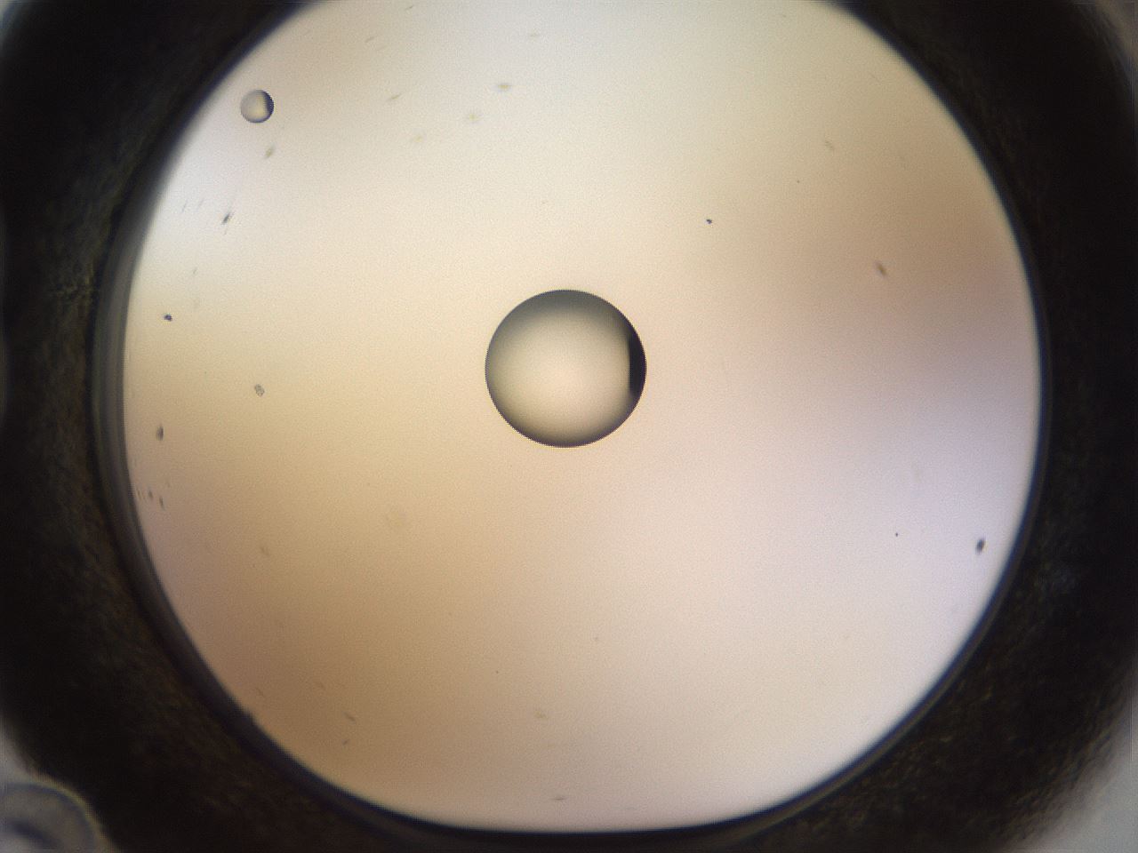 folderID450_plateID1450_batchID5527_wellNum24_profileID1_d1_r91923_ef.jpg