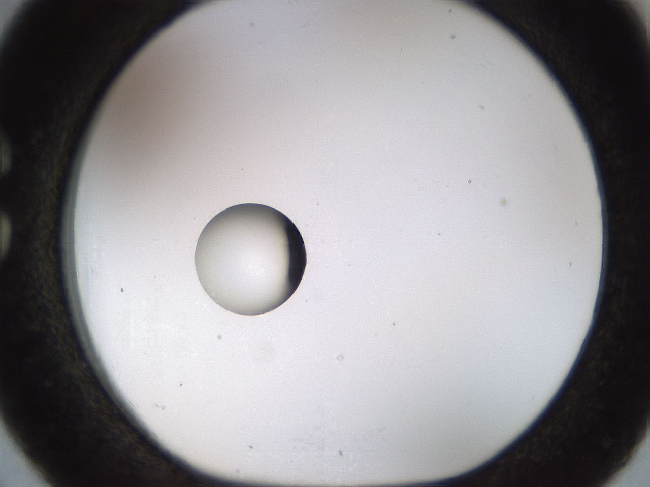 folderID450_plateID1450_batchID5527_wellNum26_profileID1_d1_r91925_ef.jpg