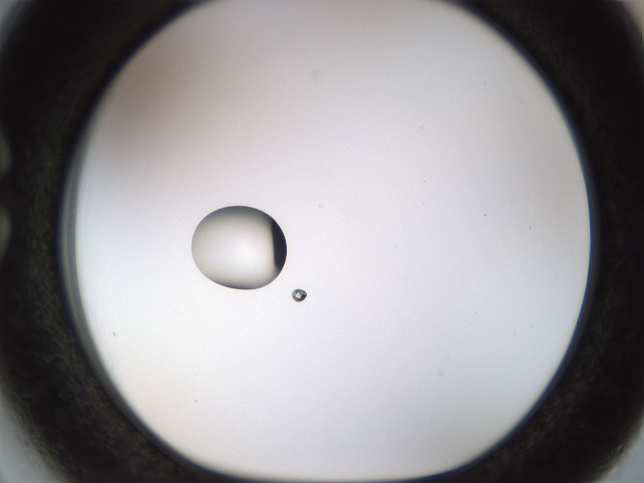 folderID450_plateID1450_batchID5527_wellNum27_profileID1_d1_r91926_ef.jpg