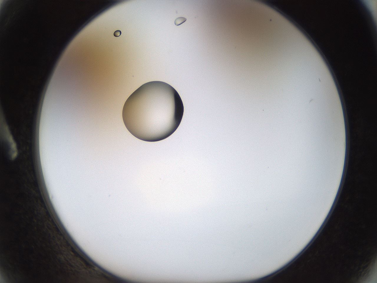 folderID450_plateID1450_batchID5527_wellNum2_profileID1_d1_r91901_ef.jpg