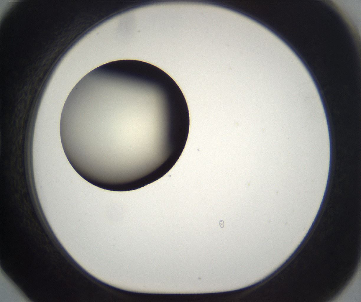 folderID201_plateID2201_batchID9974_wellNum78_profileID1_d1_r149540_ef.jpg