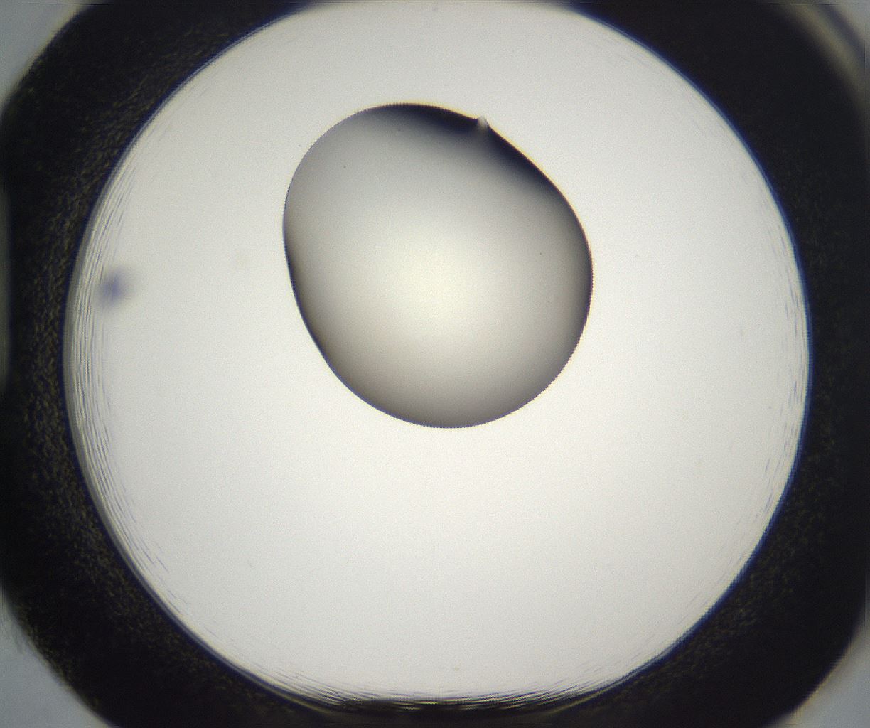 folderID201_plateID2201_batchID9974_wellNum85_profileID1_d1_r149547_ef.jpg