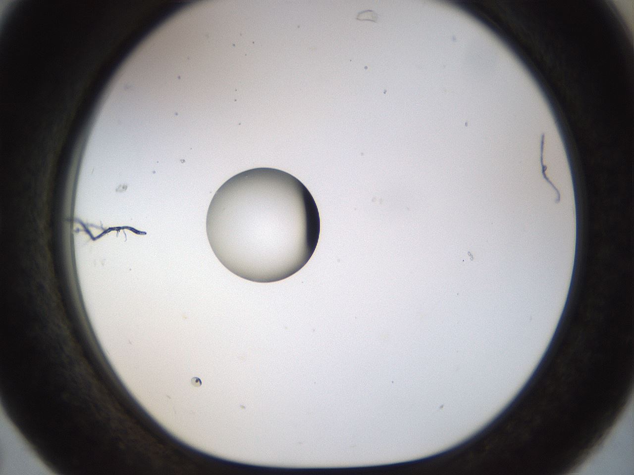 folderID450_plateID1450_batchID5527_wellNum31_profileID1_d1_r91930_ef.jpg