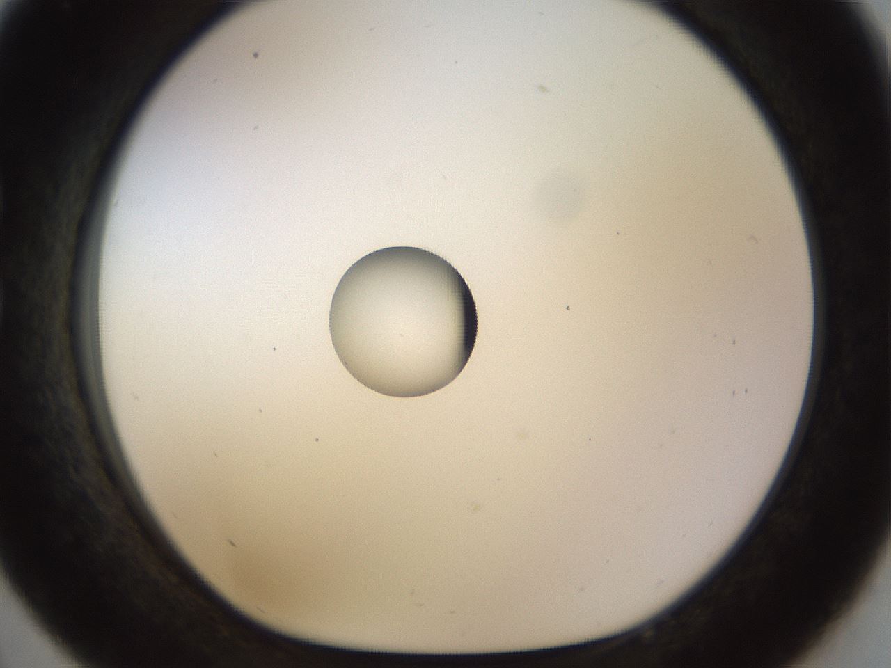 folderID450_plateID1450_batchID5527_wellNum33_profileID1_d1_r91932_ef.jpg