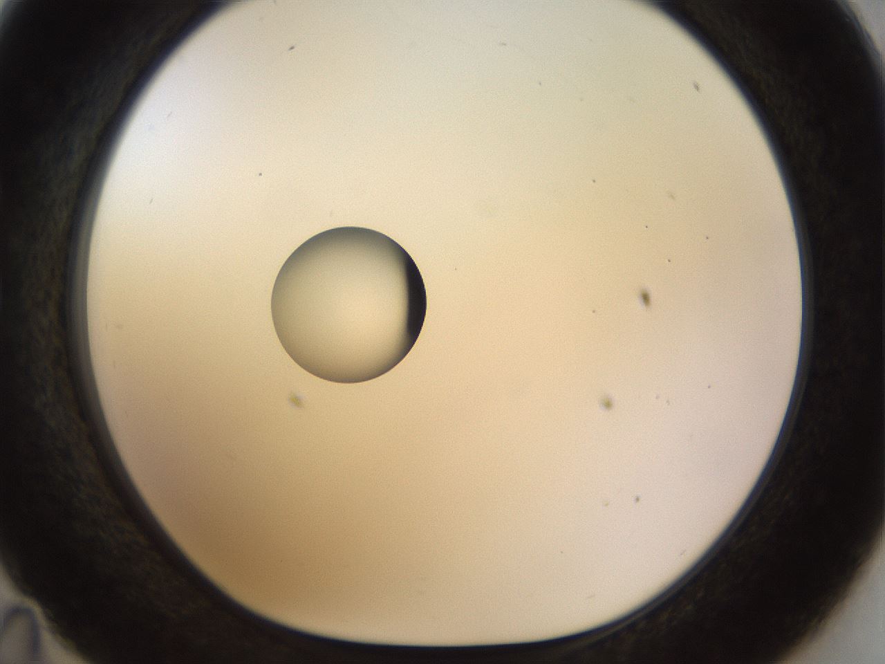 folderID450_plateID1450_batchID5527_wellNum35_profileID1_d1_r91934_ef.jpg