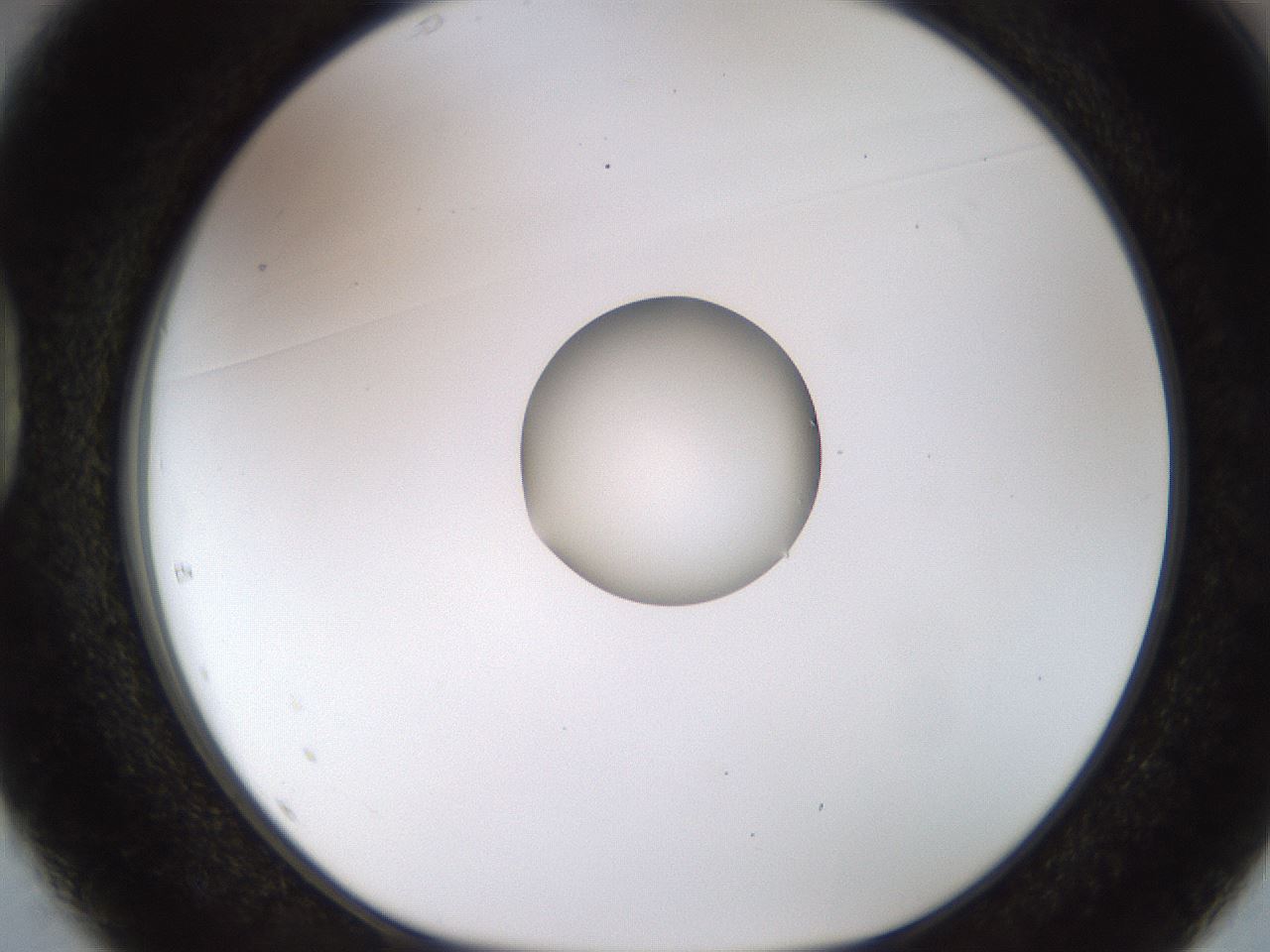 folderID450_plateID1450_batchID5527_wellNum37_profileID1_d1_r91936_ef.jpg