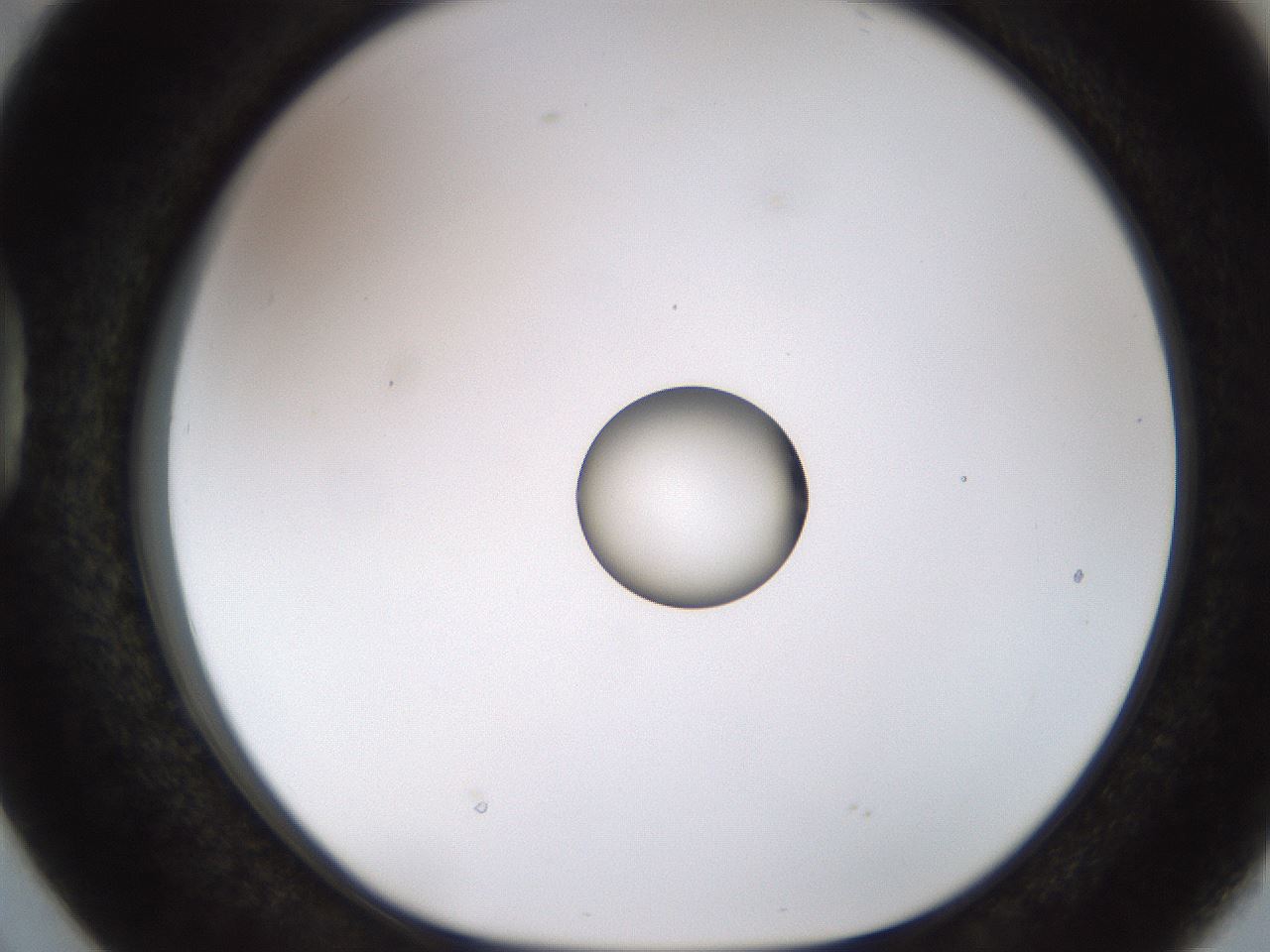folderID450_plateID1450_batchID5527_wellNum38_profileID1_d1_r91937_ef.jpg