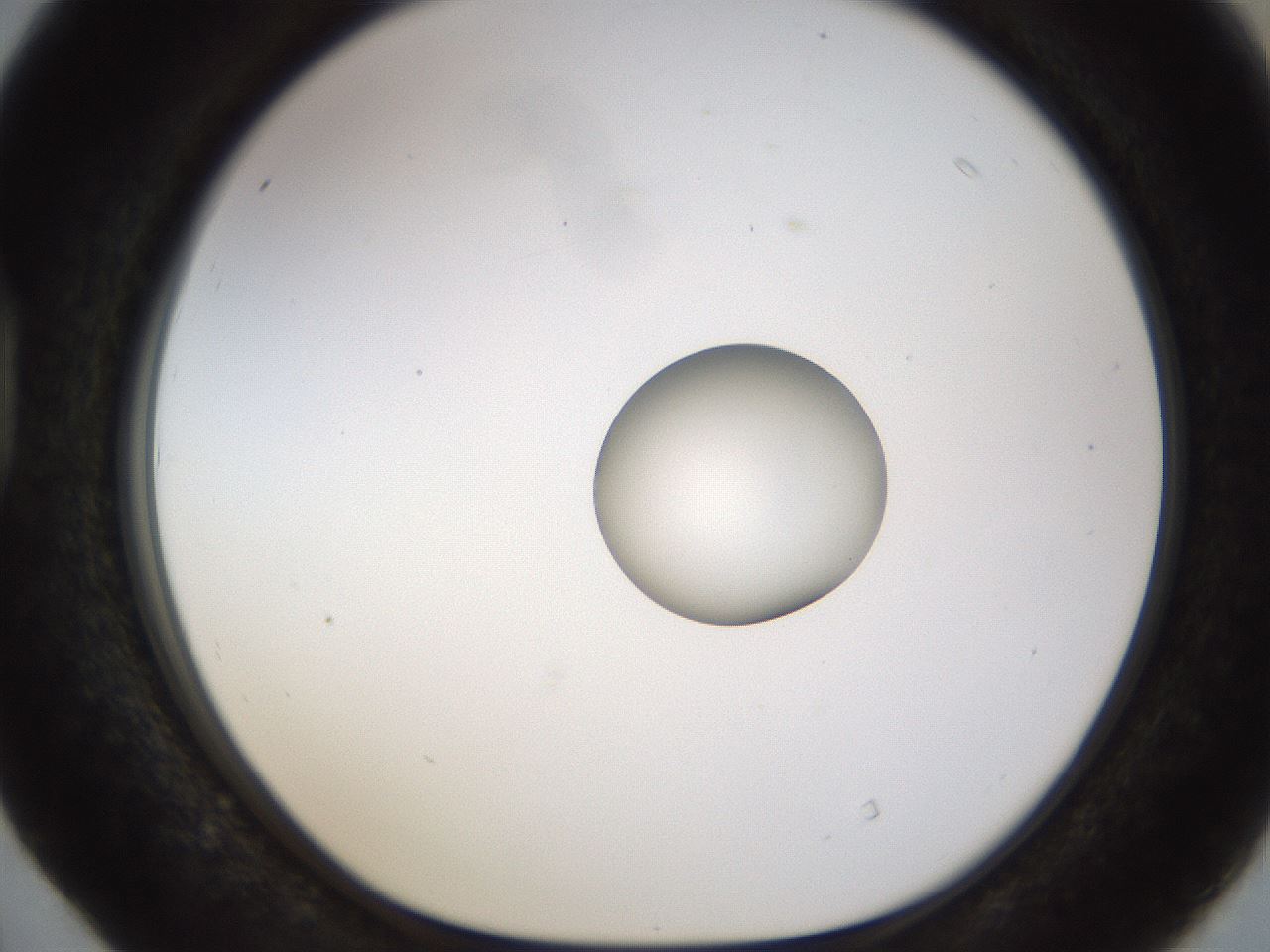 folderID450_plateID1450_batchID5527_wellNum40_profileID1_d1_r91939_ef.jpg