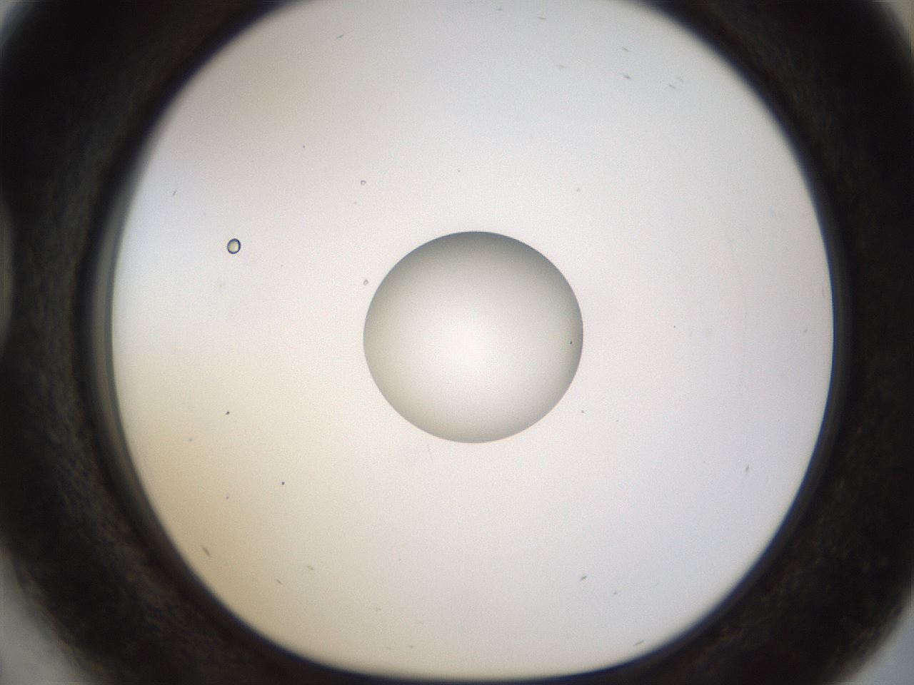 folderID450_plateID1450_batchID5527_wellNum41_profileID1_d1_r91940_ef.jpg