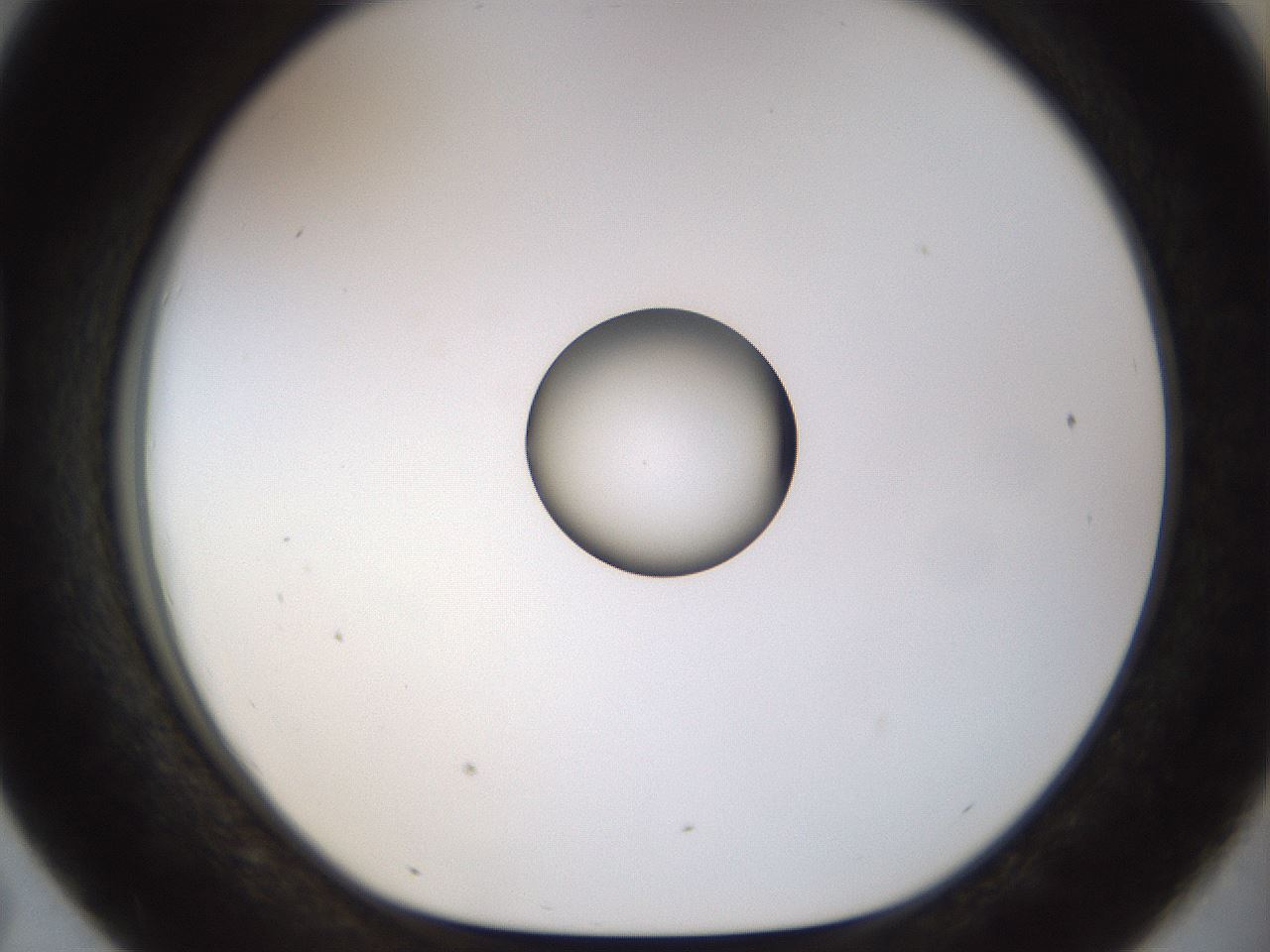 folderID450_plateID1450_batchID5527_wellNum43_profileID1_d1_r91942_ef.jpg