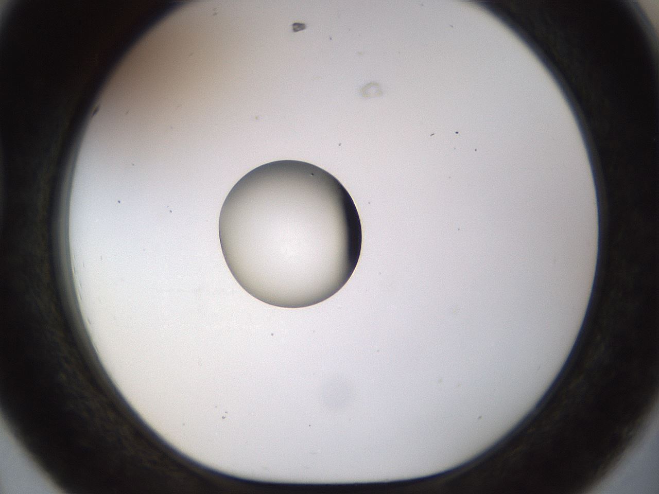 folderID450_plateID1450_batchID5527_wellNum44_profileID1_d1_r91943_ef.jpg