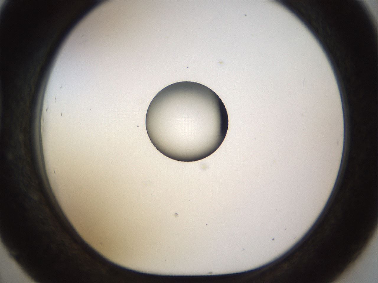 folderID450_plateID1450_batchID5527_wellNum45_profileID1_d1_r91944_ef.jpg