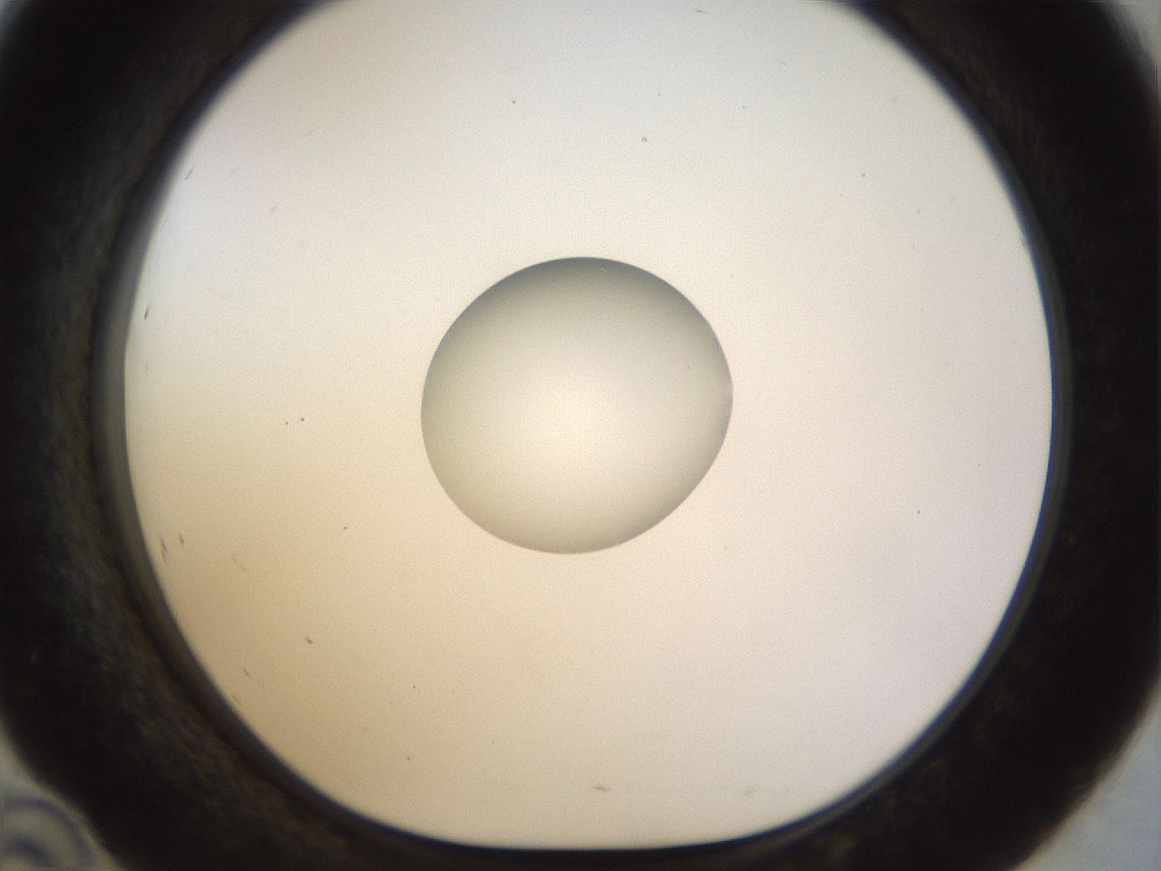 folderID450_plateID1450_batchID5527_wellNum46_profileID1_d1_r91945_ef.jpg