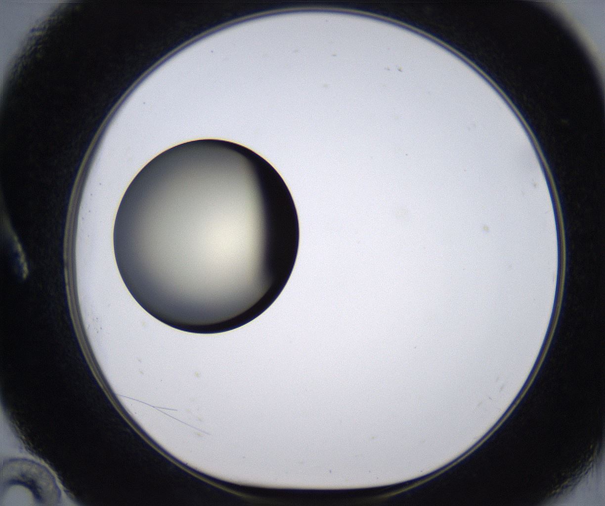 folderID202_plateID2202_batchID9973_wellNum10_profileID1_d1_r149376_ef.jpg