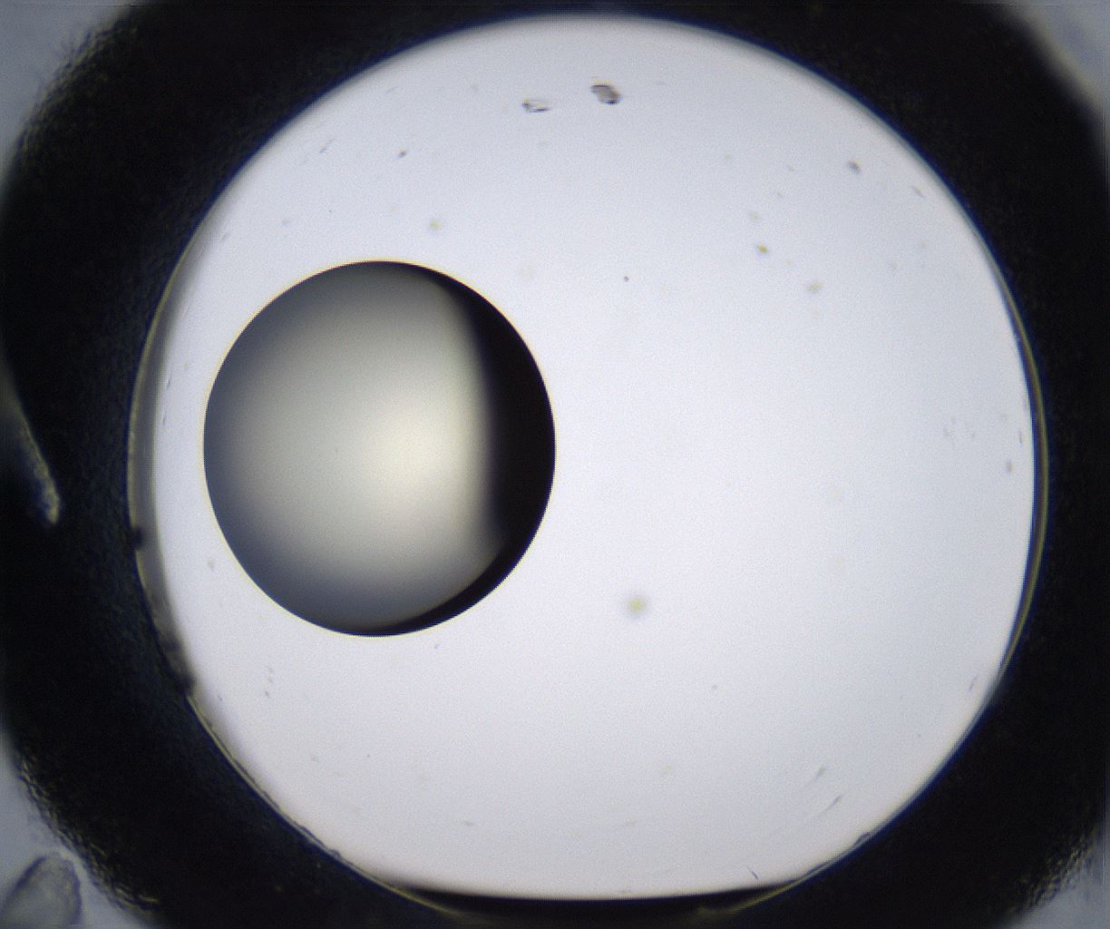 folderID202_plateID2202_batchID9973_wellNum11_profileID1_d1_r149377_ef.jpg