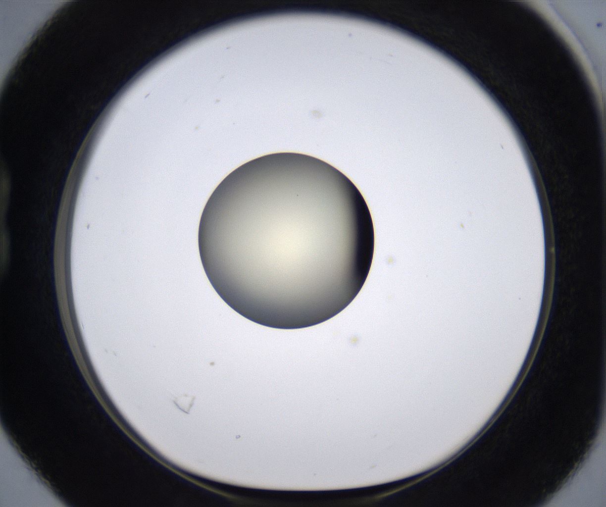folderID202_plateID2202_batchID9973_wellNum16_profileID1_d1_r149382_ef.jpg
