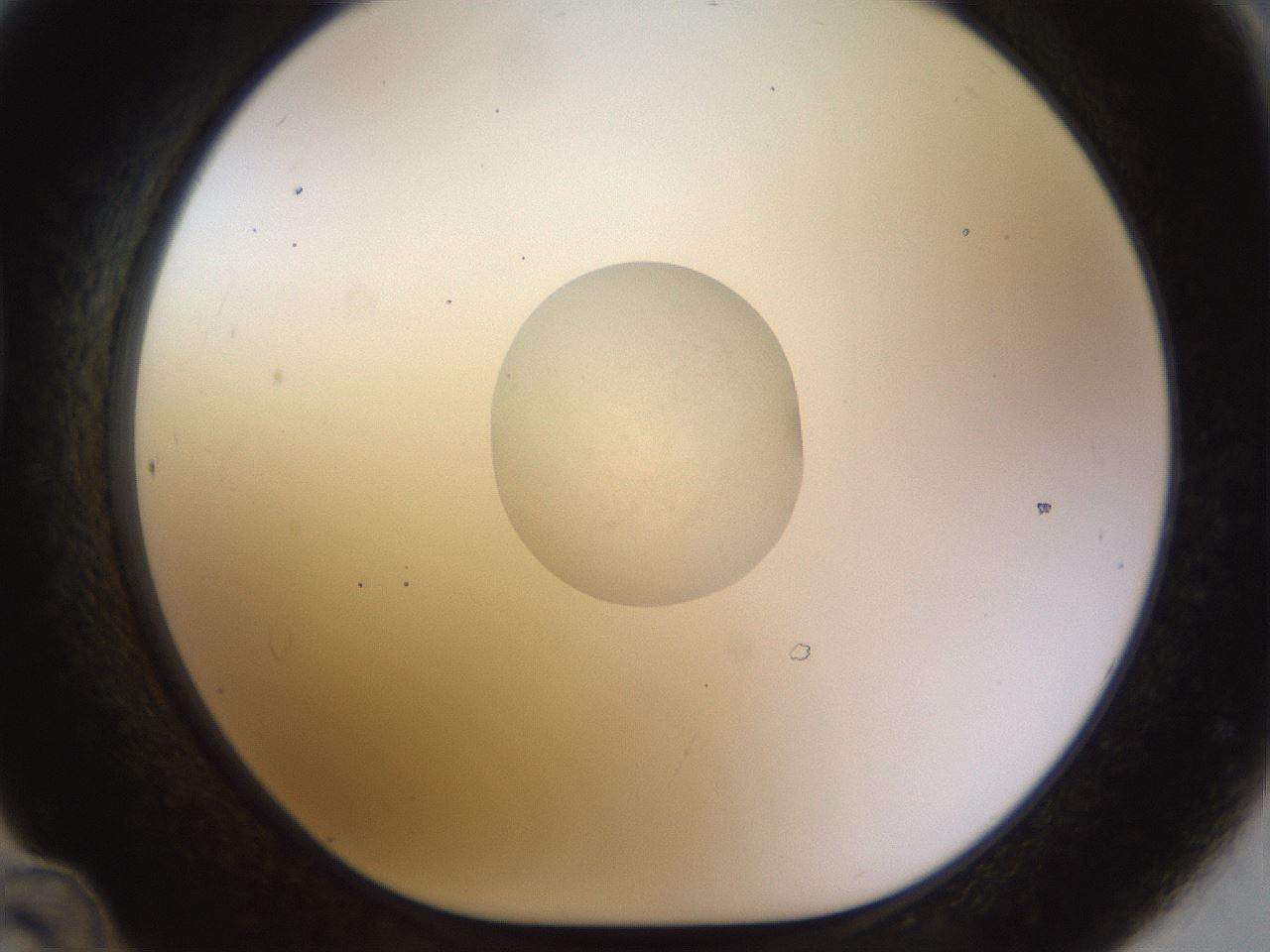 folderID450_plateID1450_batchID5527_wellNum48_profileID1_d1_r91947_ef.jpg